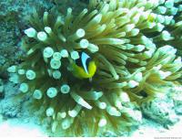 Clown anemonefish Amphiprion ocellaris 2